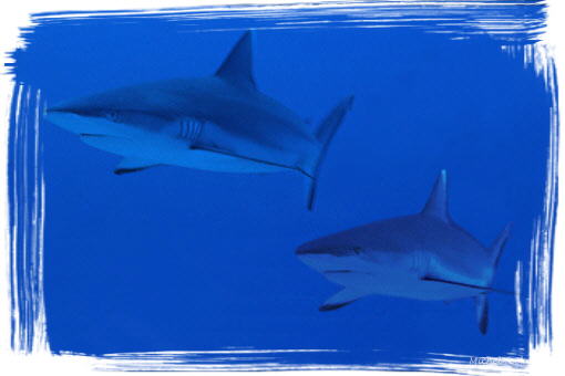 sharks.jpg